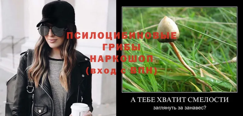 купить   Ессентуки  Галлюциногенные грибы MAGIC MUSHROOMS 